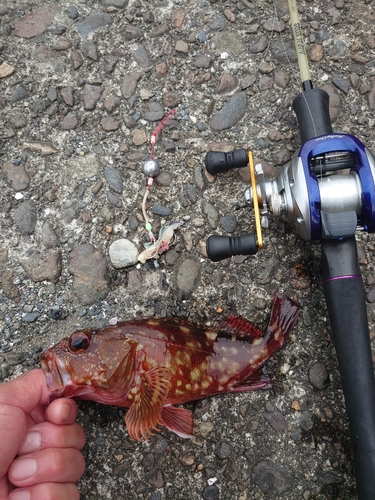 カサゴの釣果