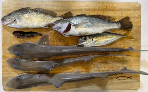 イシモチの釣果