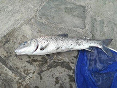 ニゴイの釣果