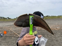 シタビラメの釣果