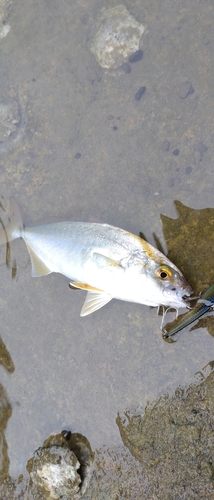 釣果