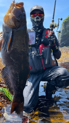 アイナメの釣果