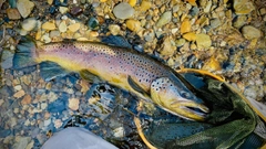 ブラウントラウトの釣果