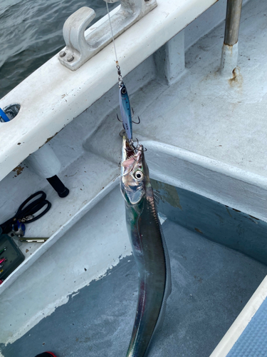 タチウオの釣果