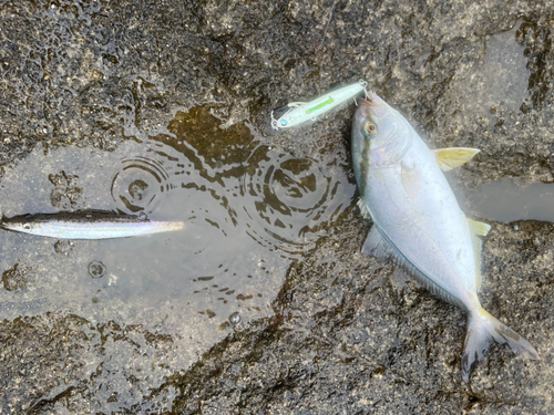 シオの釣果