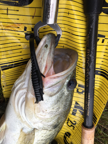 ブラックバスの釣果