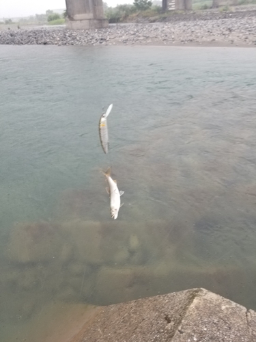 アユの釣果