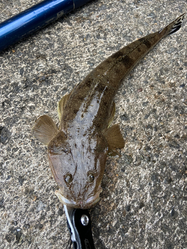 マゴチの釣果