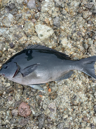 クロの釣果