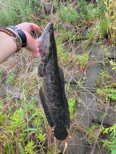 ライギョの釣果