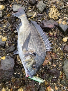 チヌの釣果