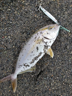 ショゴの釣果