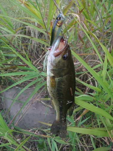 ラージマウスバスの釣果