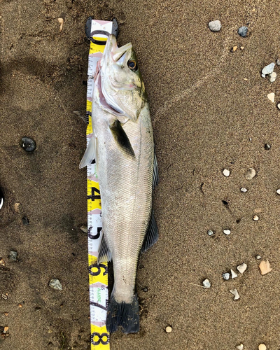 スズキの釣果