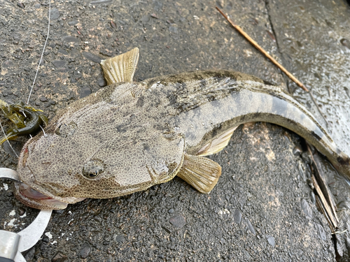 マゴチの釣果