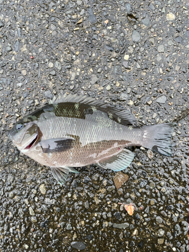 メジナの釣果