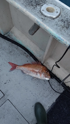 マダイの釣果