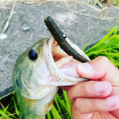 ブラックバスの釣果