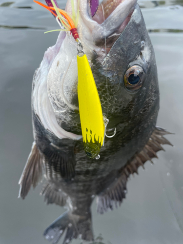 キビレの釣果