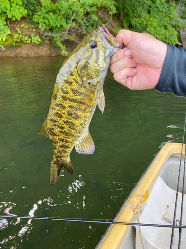 スモールマウスバスの釣果