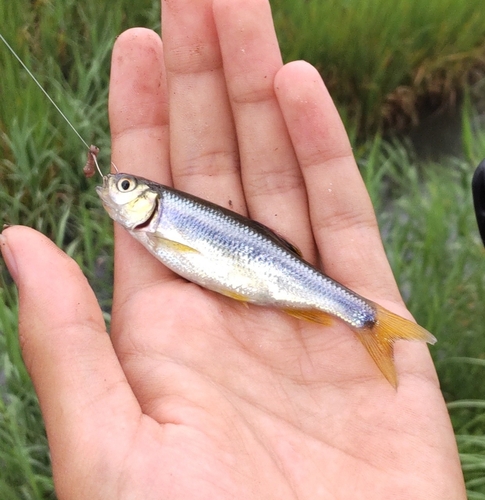 カワムツの釣果