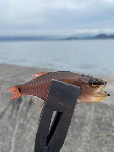 ネンブツダイの釣果