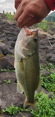 ラージマウスバスの釣果