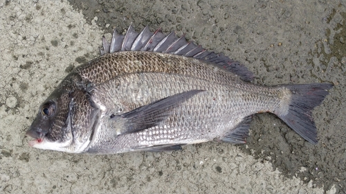 チヌの釣果