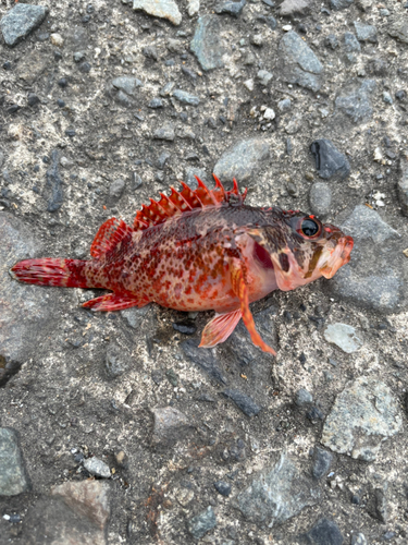 イソカサゴの釣果