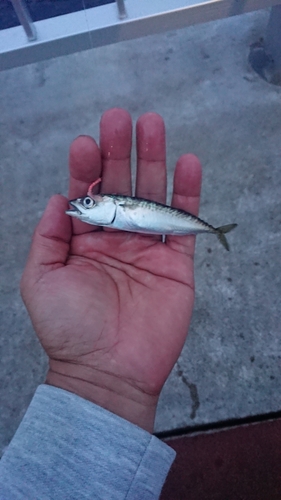 サバの釣果