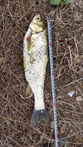 フナの釣果