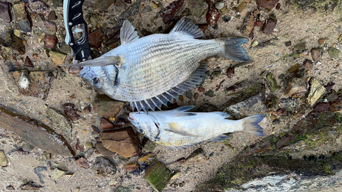 ミナミクロダイの釣果