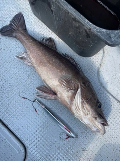 アラの釣果