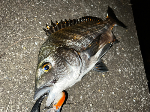 チヌの釣果