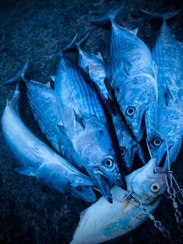 ハガツオの釣果