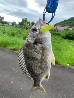 キビレの釣果