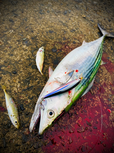 ハガツオの釣果