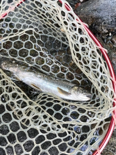 オショロコマの釣果