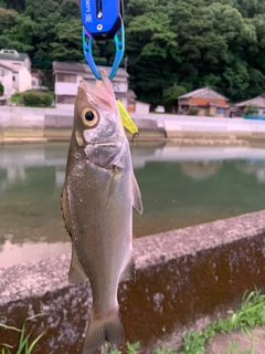 セイゴ（マルスズキ）の釣果