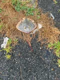 アカエイの釣果