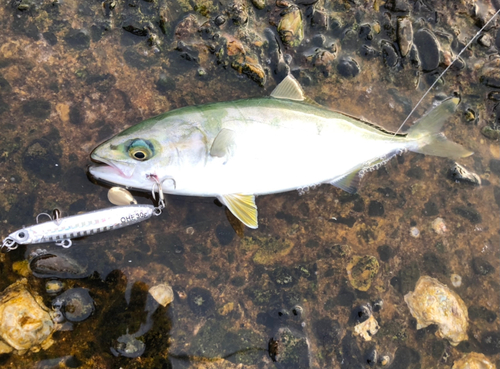 ヤズの釣果