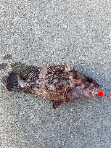 ドンコの釣果