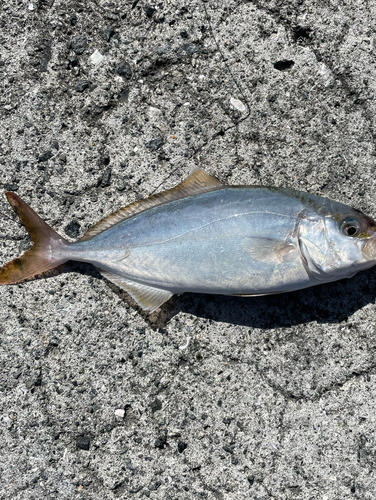 ショゴの釣果