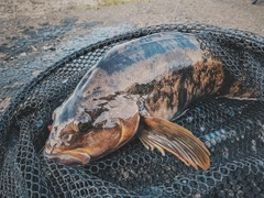 アイナメの釣果