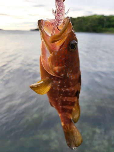 アコウの釣果