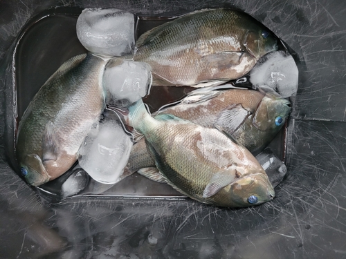 グレの釣果