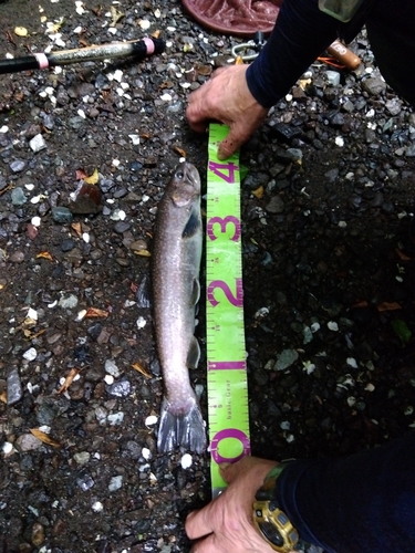 イワナの釣果