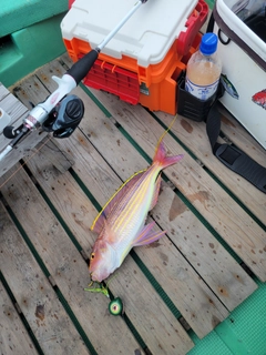 イトヨリダイの釣果