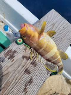 アオハタの釣果