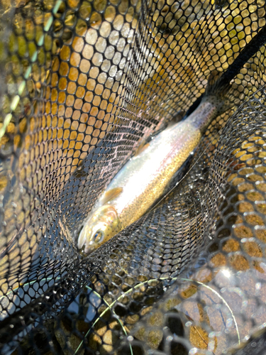 ニジマスの釣果